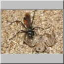 Arachnospila anceps - Wegwespe w004c 7-8mm mit Spinne - OS-Wallenhorst-Sandgrube-det.jpg